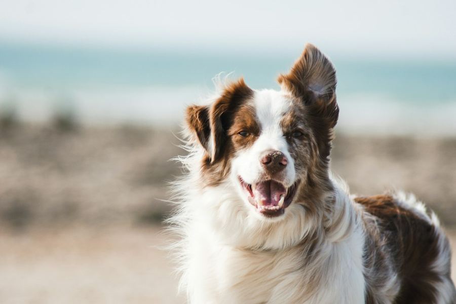 An Australian Shepherd smiling on a beach