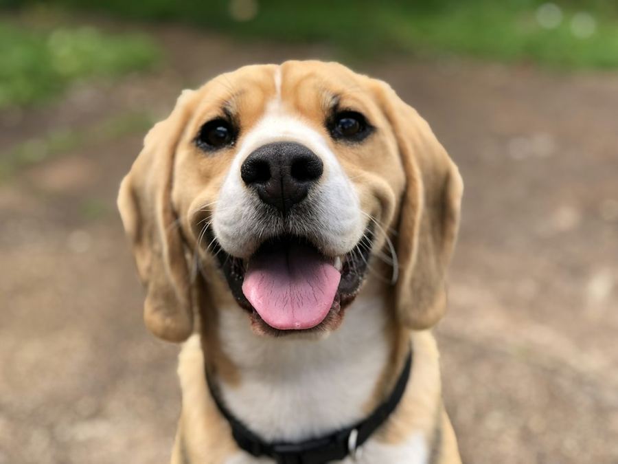 A beagle smiling at the camera