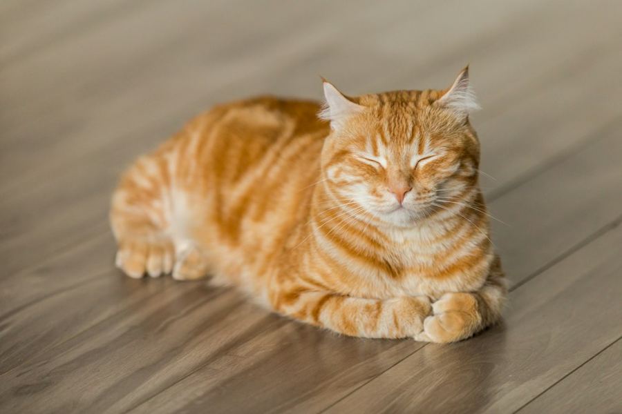 A ginger cat napping on a wooden floor