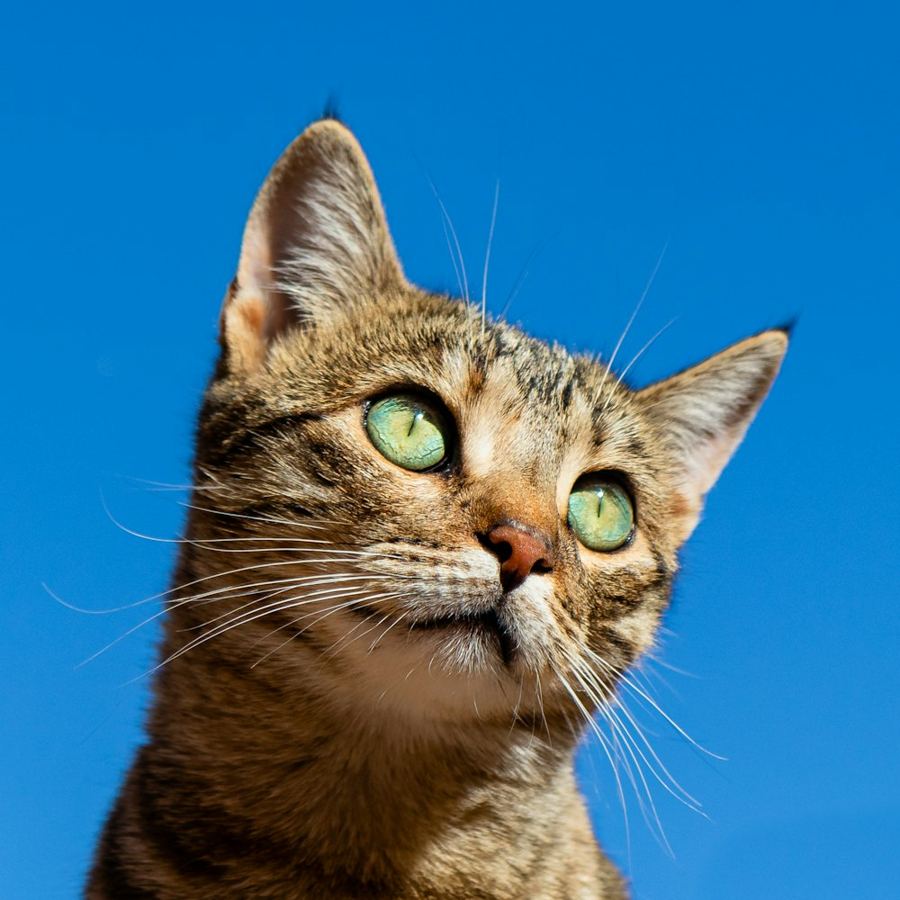A tabby cat looking up against a blue sky