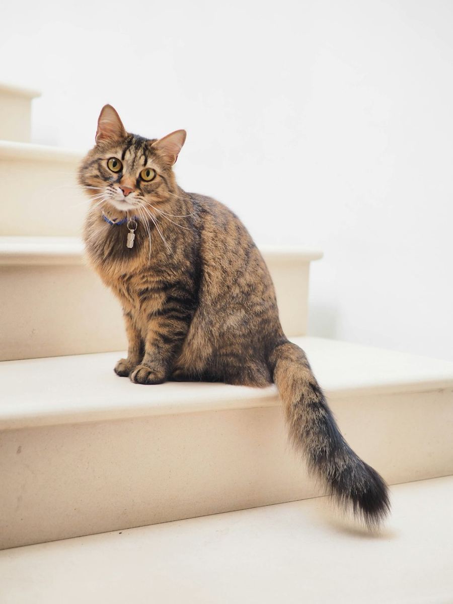 A tabby cat sitting on white stairs