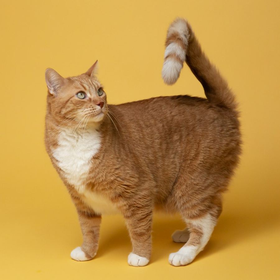 An orange and white cat against a yellow wall