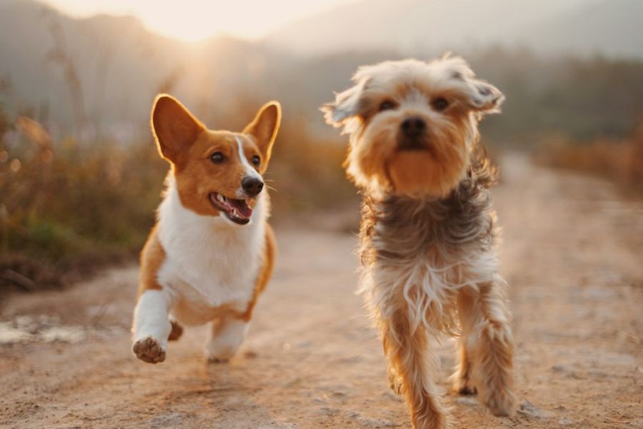 A corgi and a terrier walking together on a trail