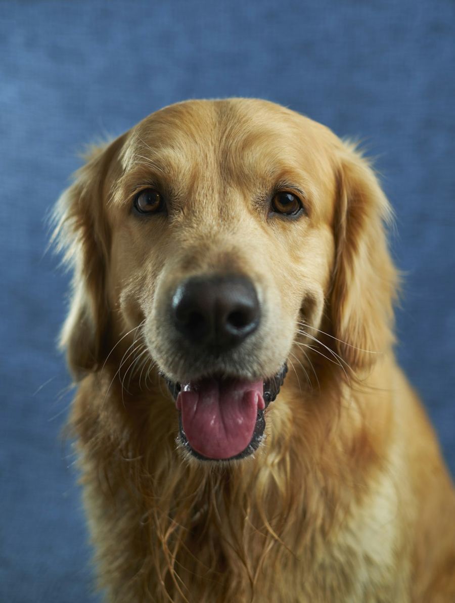 Max, a golden retriever