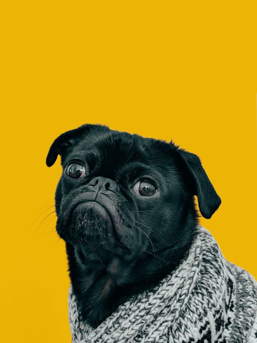 A black pug in a knitted sweater