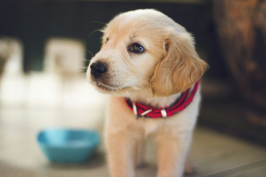 A golden puppy wearing a red collar