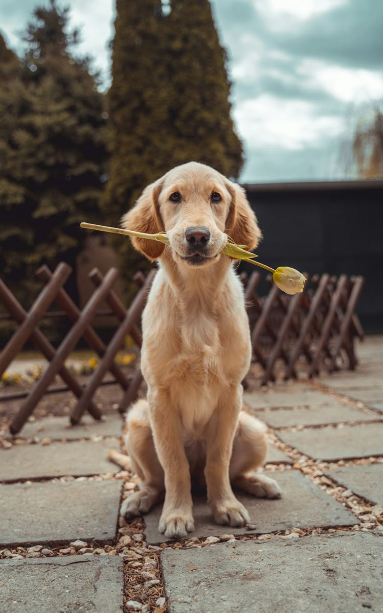 A golden retriever sitting with a flower in its mouth