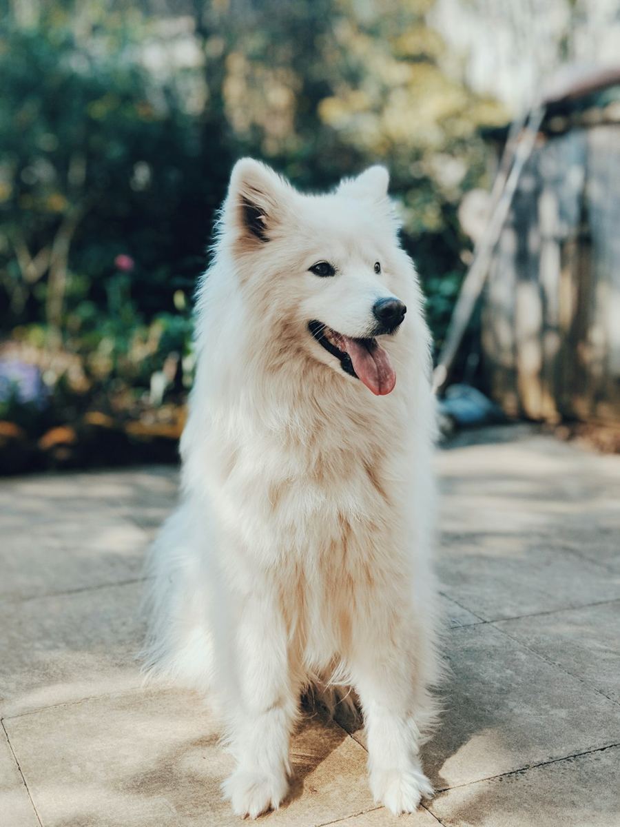 A white Samoyed sitting outdoors, smiling