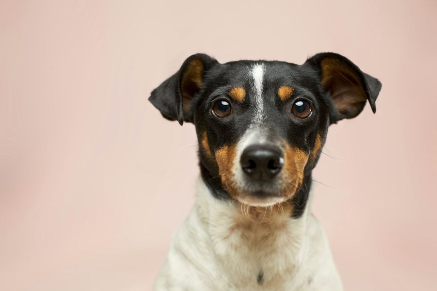 A terrier looking at the camera against a pink wall